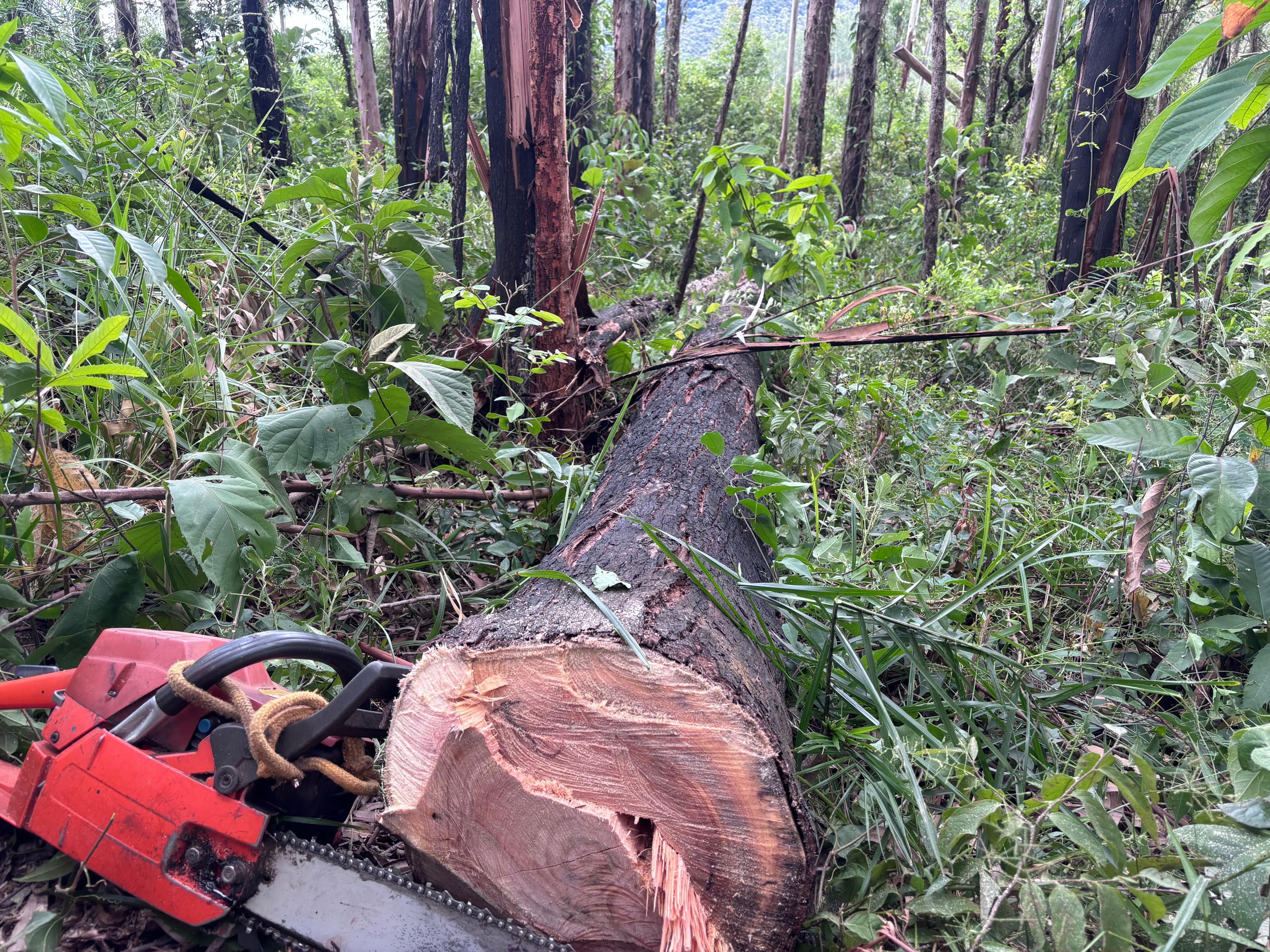 Execução Ambiental
