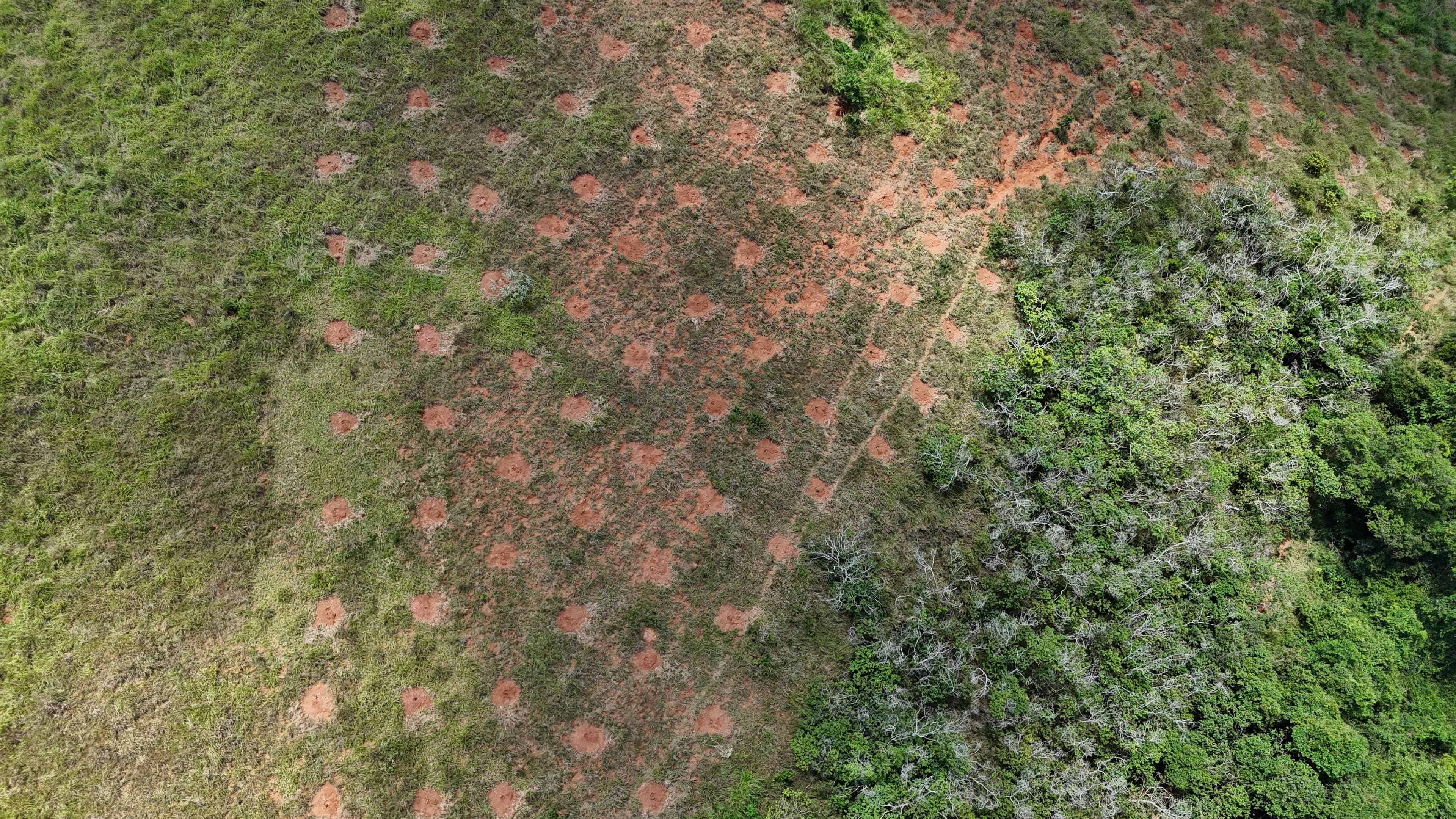 Realização de Plantio de mudas e acompanhamento do Projeto de Recuperação de Área Degradada e Afetada